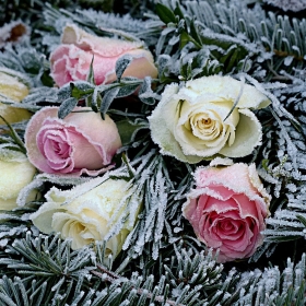 Winter Flowers